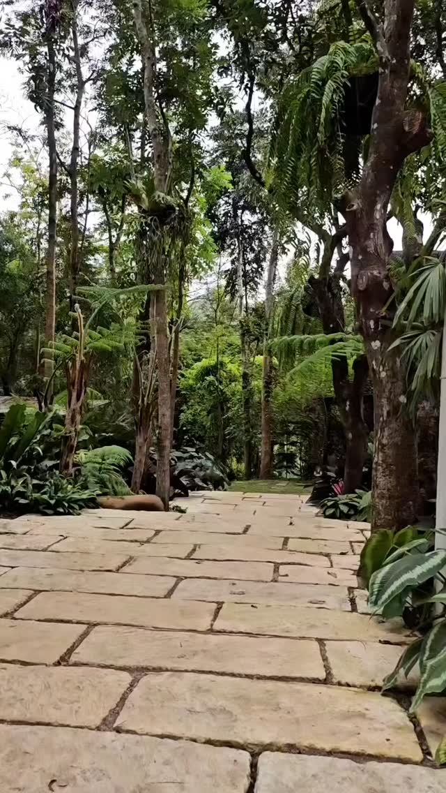 A stone-paved garden pathway winding through towering tropical trees at The Red Hen Homestead grounds
