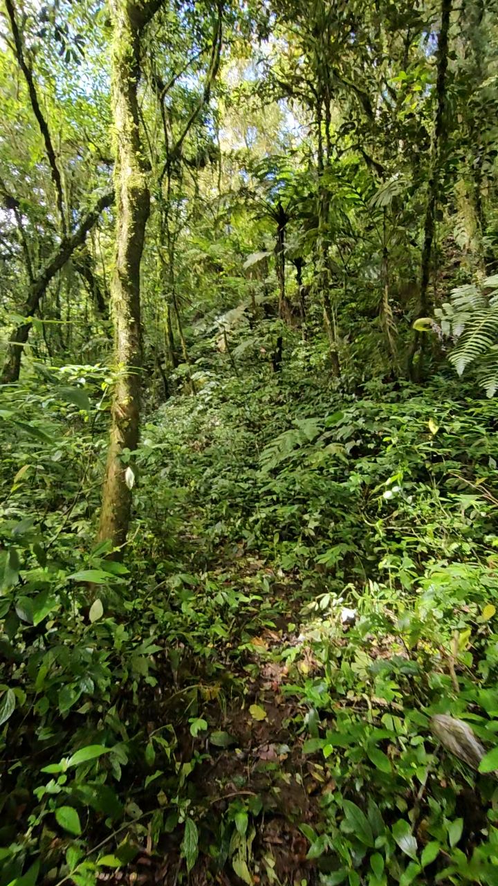 A lush, dense forest trail winding through moss-covered trees on the Mt. Banoy hiking path